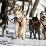 Cos'è e dove praricare lo sleddog in Italia-Huski-slittino-montagna-jpg