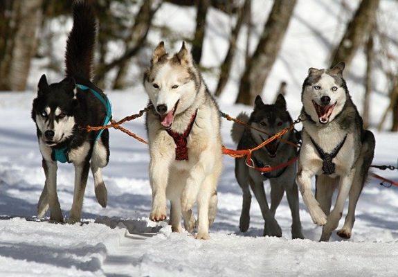 Cos'è e dove praricare lo sleddog in Italia-Huski-slittino-montagna-jpg