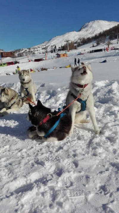 cos'è e dove praticare lo sleddog in Italia-Siberian Huski-Centro Sleddog Sestriere-che cos'è lo Sleddog-jpg