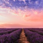 campo-lavanda-tramonto-colori-jpg