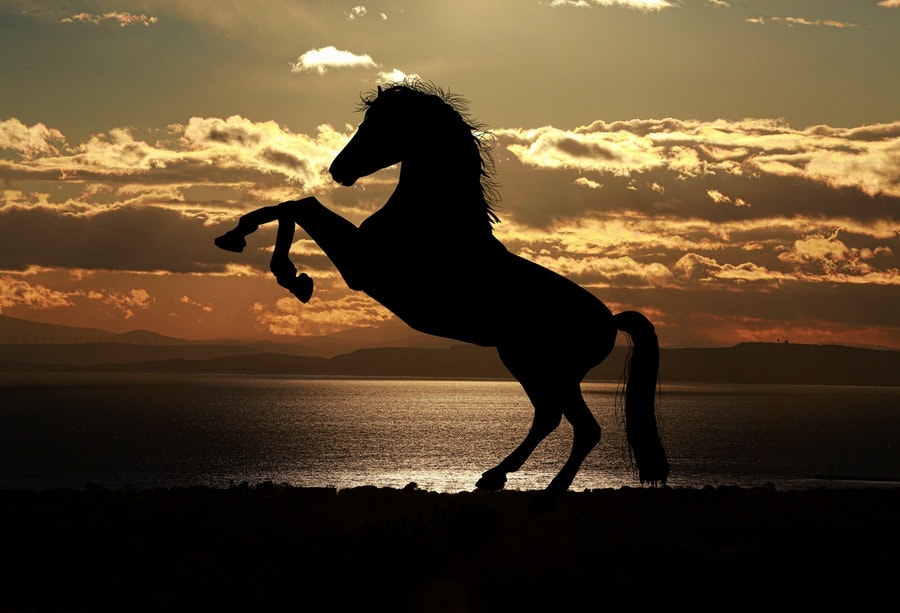 cavallo-tramonto-mare-uruguay
