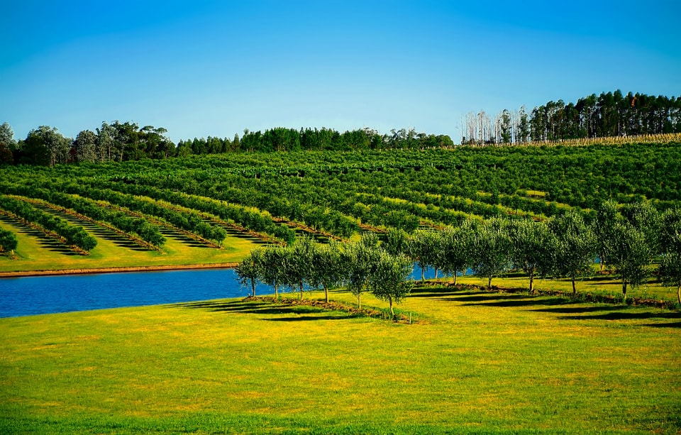 Turismo rurale uruguaiano: una vacanza naturale