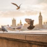 tour londinese-londra-panorama-piccioni-tramonto