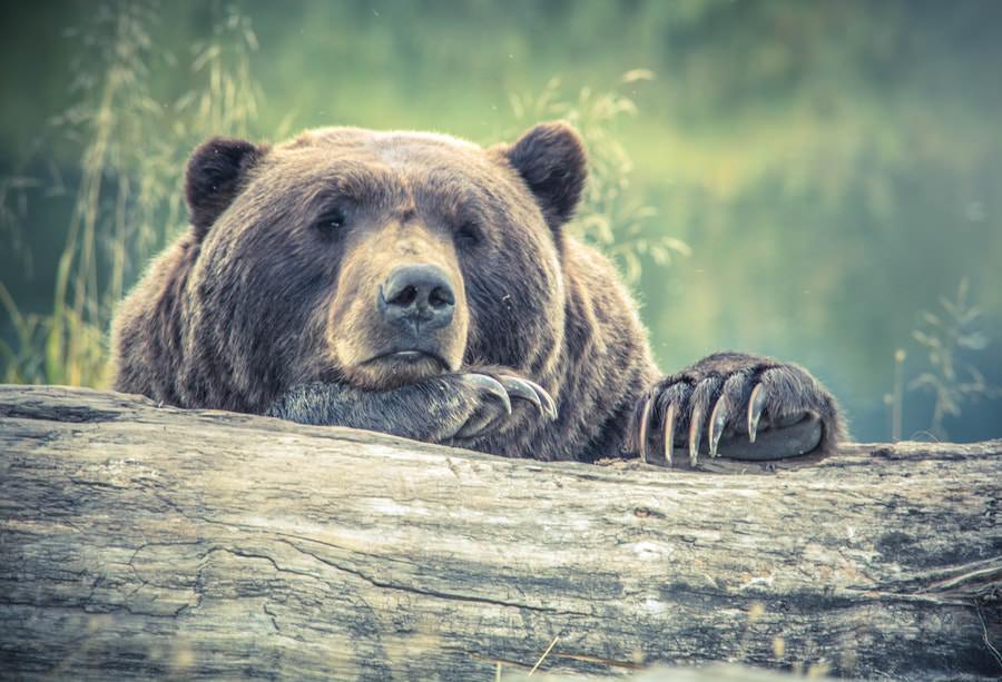 terra degli orsi bruni-kamachatka-orso bruno-primo piano-natura-jpg