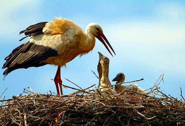 The legend of Attila in Aquileia- Stork- Legend of Attila and the stork- stork babies- stork nest-