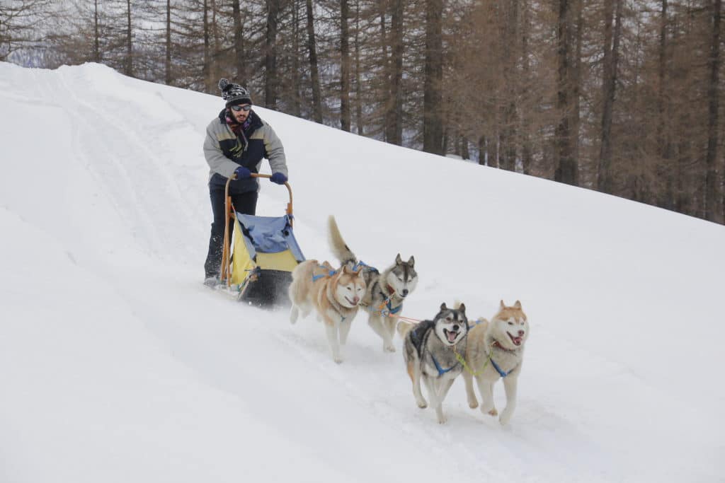 Cos'è e dove praticare lo sleddog in Italia- Mushing- slitta- cani husky