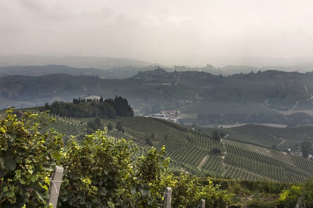 Langhe- La Morra-Vigneti- Colline-Panorama