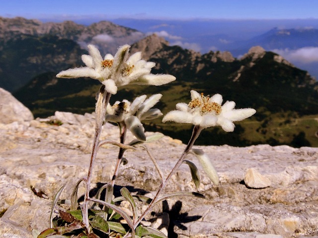 Stella Alpina- Montagna- Piante protette