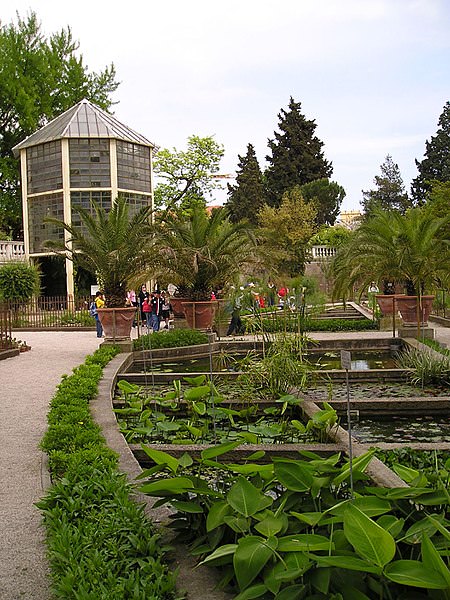 Padua botanical garden - tub - fresh water environment - plants