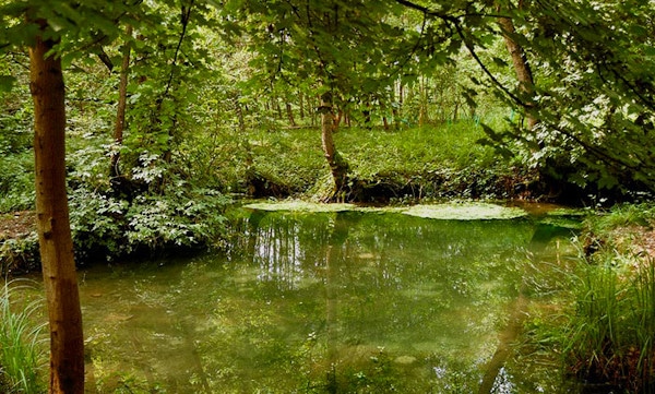 Miti e leggende di Treviso- Cavallo fiammeggiante delle Paludi del Sile- Alberi-bosco