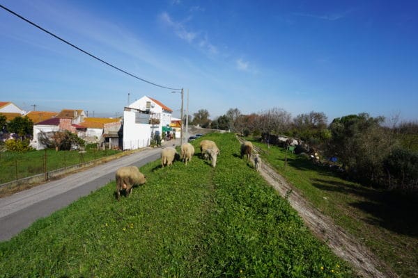 Pecore-Cielo-Verde-Azzurro-Cammino