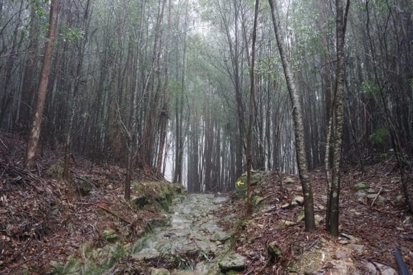 Piante-Rami-Nebbia-Verde-Roccia-Alto-de -Portela
