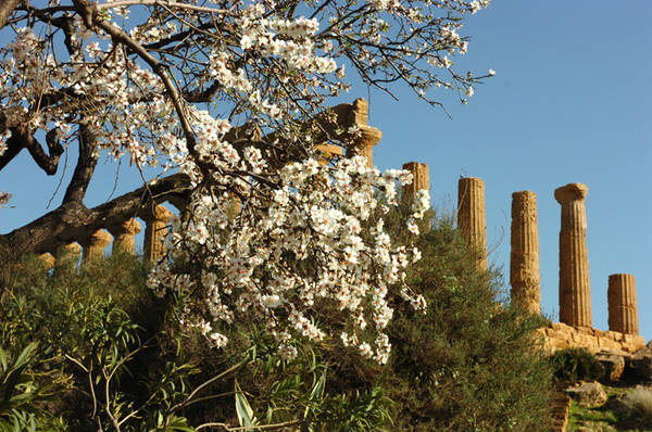 andorlo in fiore-Agrigento-tempio-valle dei templi