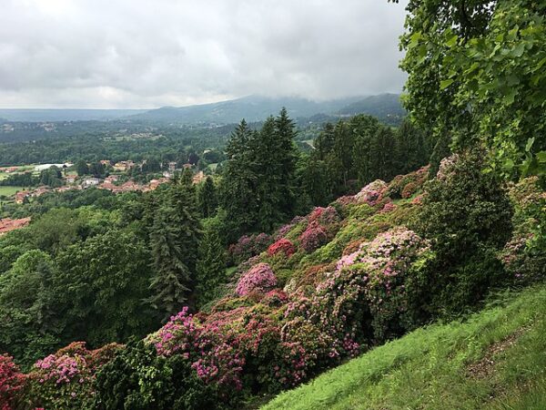 Più belle fioriture in italia- Oasi Zegna- Fioritura rododendri- Biella