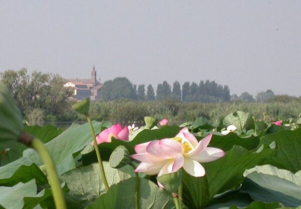 Fioritura fiori di loto- Lago Superiore- Mantova