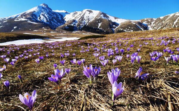 Le più belle fioriture in italia-crochi- campo imperatore. parco del Gran Sasso