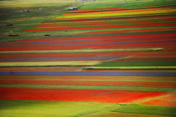 le Fioriture più belle in Italia- Lenticchie- Castelluccio di Norcia