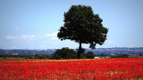 Le più belle fioriture in Italia