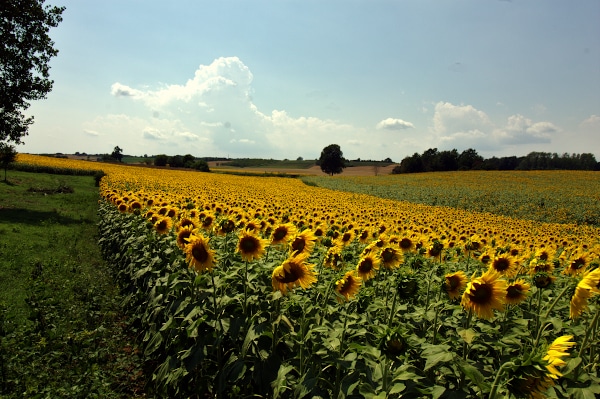 Fioritura Girasoli-Monferrato- Bergamasco