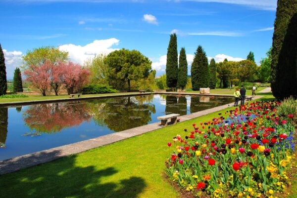 Fioritura dei tulipani-parco sigurtà- Valleggio sul mincio