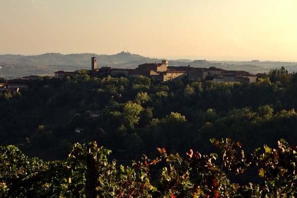 Panorama- Cella Monte-Big Bench n° 41-Rosso Grignolino-vineyard