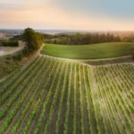 Cosa vedere nei dintorni di Casale Monferrato-vigneti-Panchina Gigante-CuccaroMonferrato