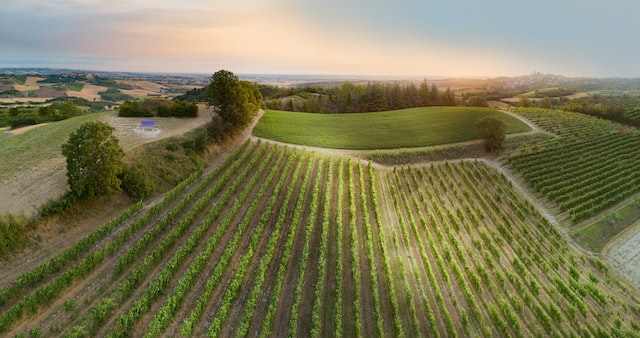 Cosa vedere nei dintorni di Casale Monferrato-vigneti-Panchina Gigante-CuccaroMonferrato