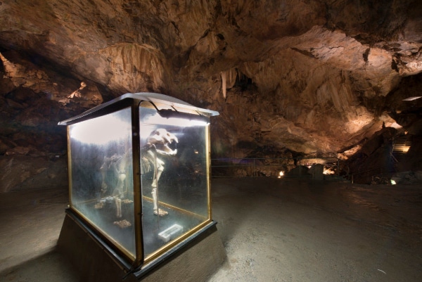 Grotta Bossea-frabosa soprana-monregalese-scheletro di orso speleo